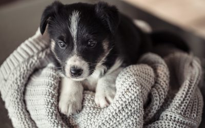 Hundehvalpe til salg – en guide til det rette valg